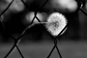 15414020492_00489fcc4e_z