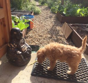 Garden Buddha says: "Go easy on the Mizuna, please, Maxi!"