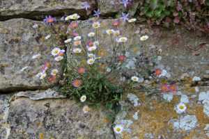 Erigeron karvinskianus at Gravetye Manor [Photo by James McGrath for Plinthetal.com]